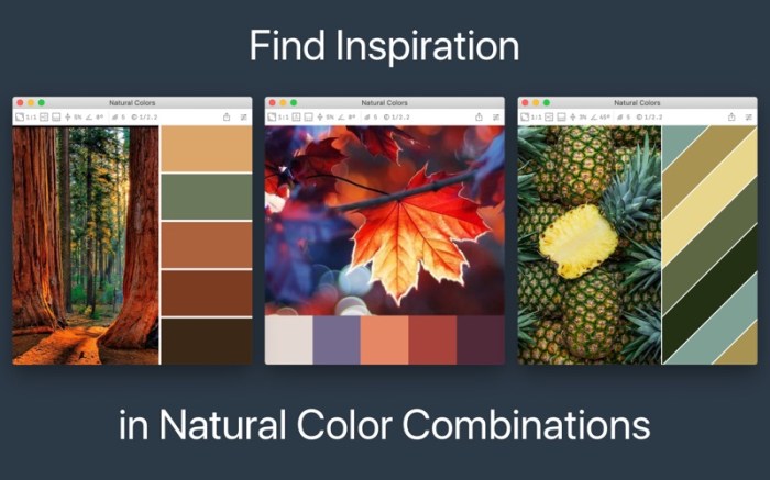 Color Palette from Image Screenshot 2 dtfewjn